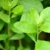 Beluntas: Herbal Sejuta Manfaat