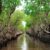 Manfaat Mangrove Bagi Kehidupan
