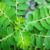 Kelor: Superfood Kaya Manfaat
