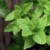 Kesegaran Daun Mint untuk Kesehatan