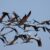 Burung Migran Penjaga Ekosistem